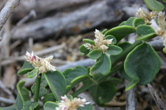 Alternanthera galapagensis