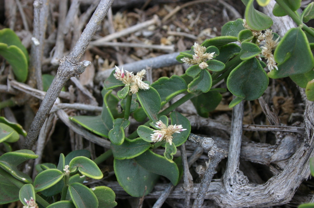 Alternanthera galapagensis