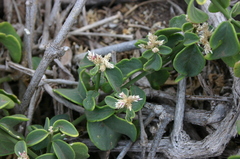 Alternanthera galapagensis