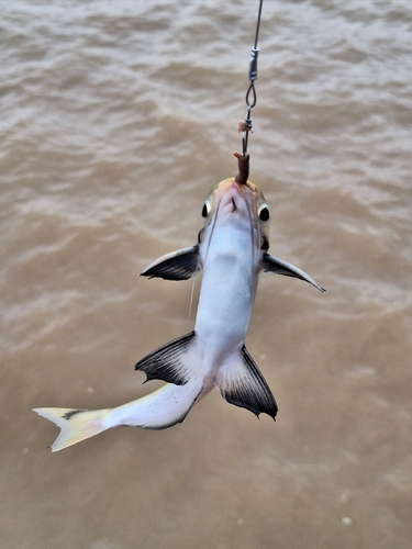 Blackfin woodcat (Auchenipterus nigripinnis) — Auchenipteridae