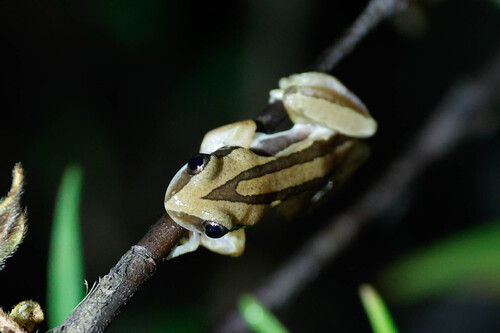 Witte's Afrixalus, Afrixalus wittei