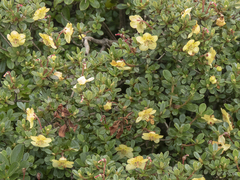 Rhododendron lepidotum