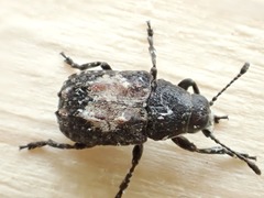Gonotropis dorsalis
