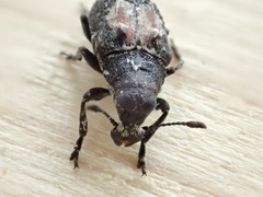 Gonotropis dorsalis