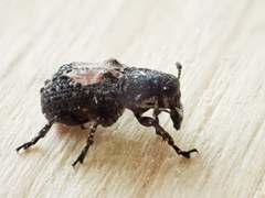Gonotropis dorsalis