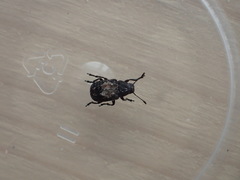 Gonotropis dorsalis