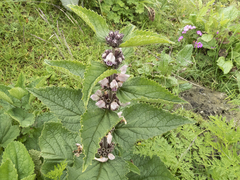 Phlomoides bracteosa, photograph (c) Sebastian Doak, some rights reserved (CC BY)