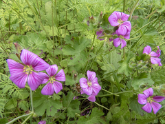Geranium polyanthes