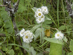 Anaphalis nepalensis