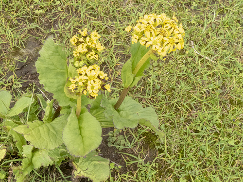 Ligularia amplexicaulis, photograph 3