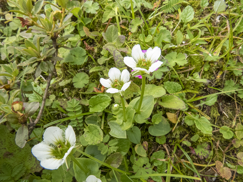 Parnassia chinensis