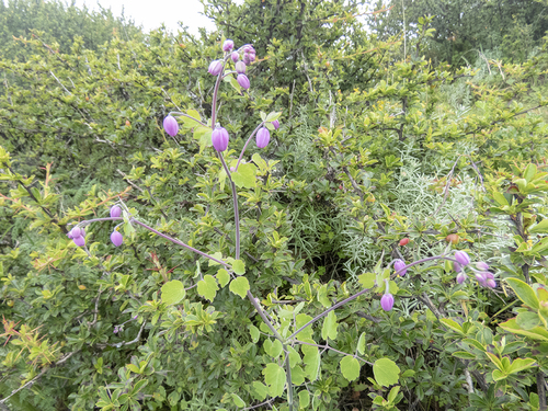 Purple Meadow Rue (Thalictrum reniforme)