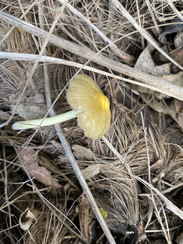 Bolbitius titubans · March 2025 · photo: © jack12347 (iNaturalist, cc0)