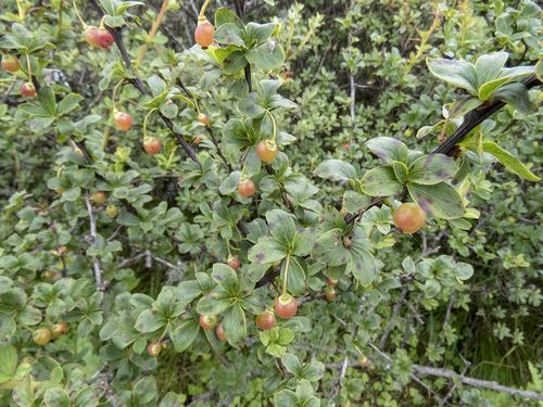 Berberis angulosa (Berberis angulosa)