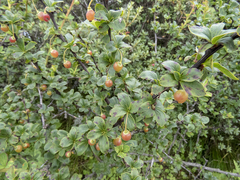 Berberis angulosa, photograph (c) Sebastian Doak, some rights reserved (CC BY)