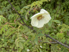 Rosa sericea