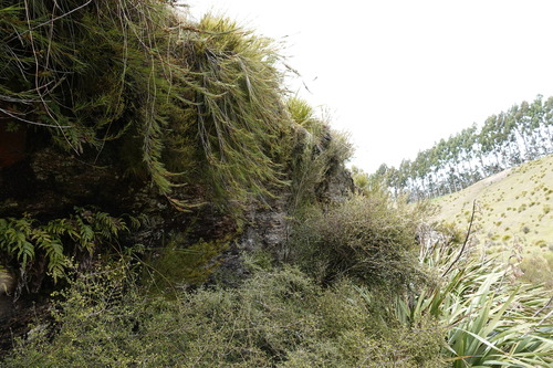 Dracophyllum uniflorum observed 2025-01-21