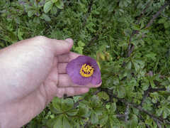 Meconopsis wallichii