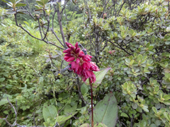 Bistorta amplexicaulis