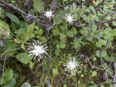 Juncus thomsonii