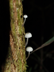 Mycena piringa