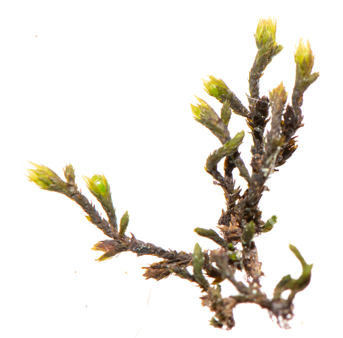 Hedwigia filiformis observed 2025-03-23