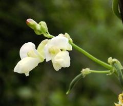 Phaseolus vulgaris
