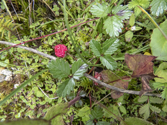 Fragaria daltoniana, photograph (c) Sebastian Doak, some rights reserved (CC BY)