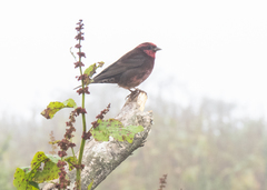 Procarduelis nipalensis
