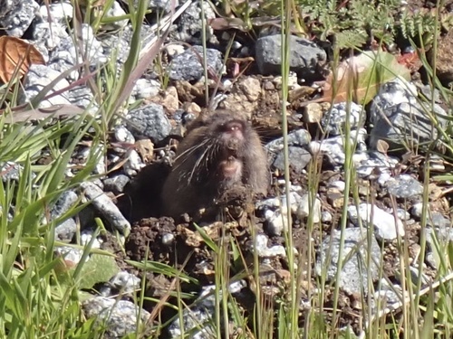 Botta's Pocket Gopher