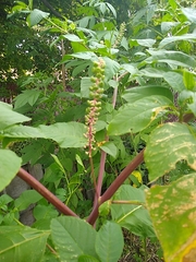 Phytolacca americana