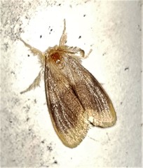 Euproctis fimbriata