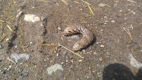 Proserpinus proserpina