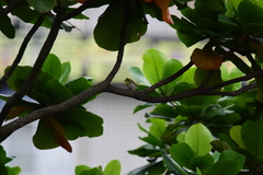 Zosterops simplex simplex