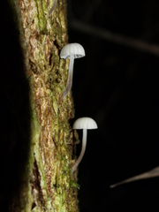 Mycena piringa