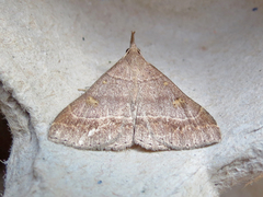 Renia flavipunctalis