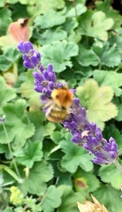 Bombus pascuorum