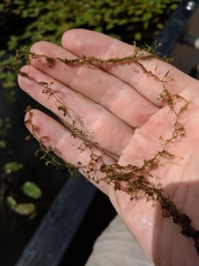 Utricularia minor