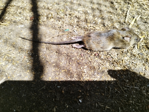 Flavescent Colilargo
