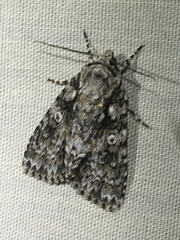 Acronicta marmorata