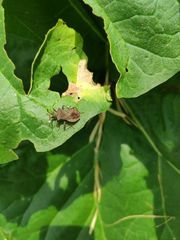 Coreus marginatus