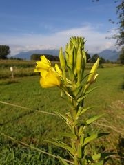 Oenothera chicaginensis