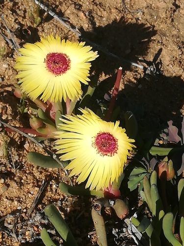 Image of Cephalophyllum pillansii by (c) Noeleen du Toit, some rights reserved (CC BY-SA)