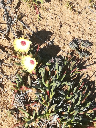 Image of Cephalophyllum pillansii by (c) Noeleen du Toit, some rights reserved (CC BY-SA)