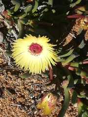 Cephalophyllum pillansii