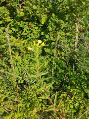 Oenothera chicaginensis