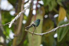 Colibri cyanotus