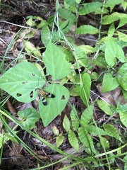 Panorpa japonica