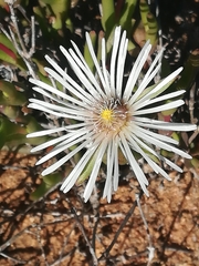 Vanzijlia annulata