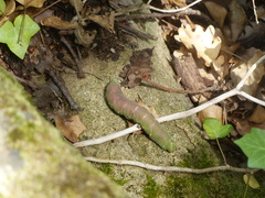 Marumba quercus